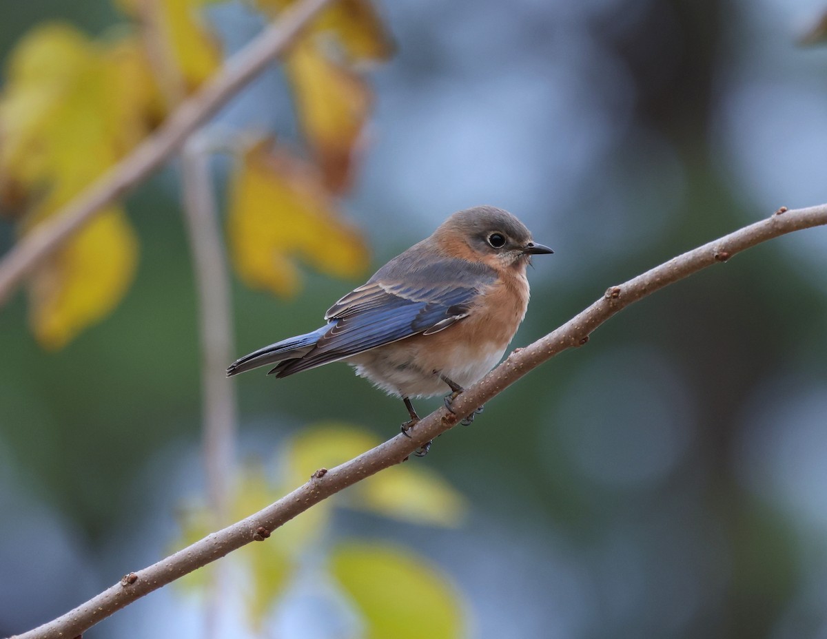 ルリツグミ - ML645565516
