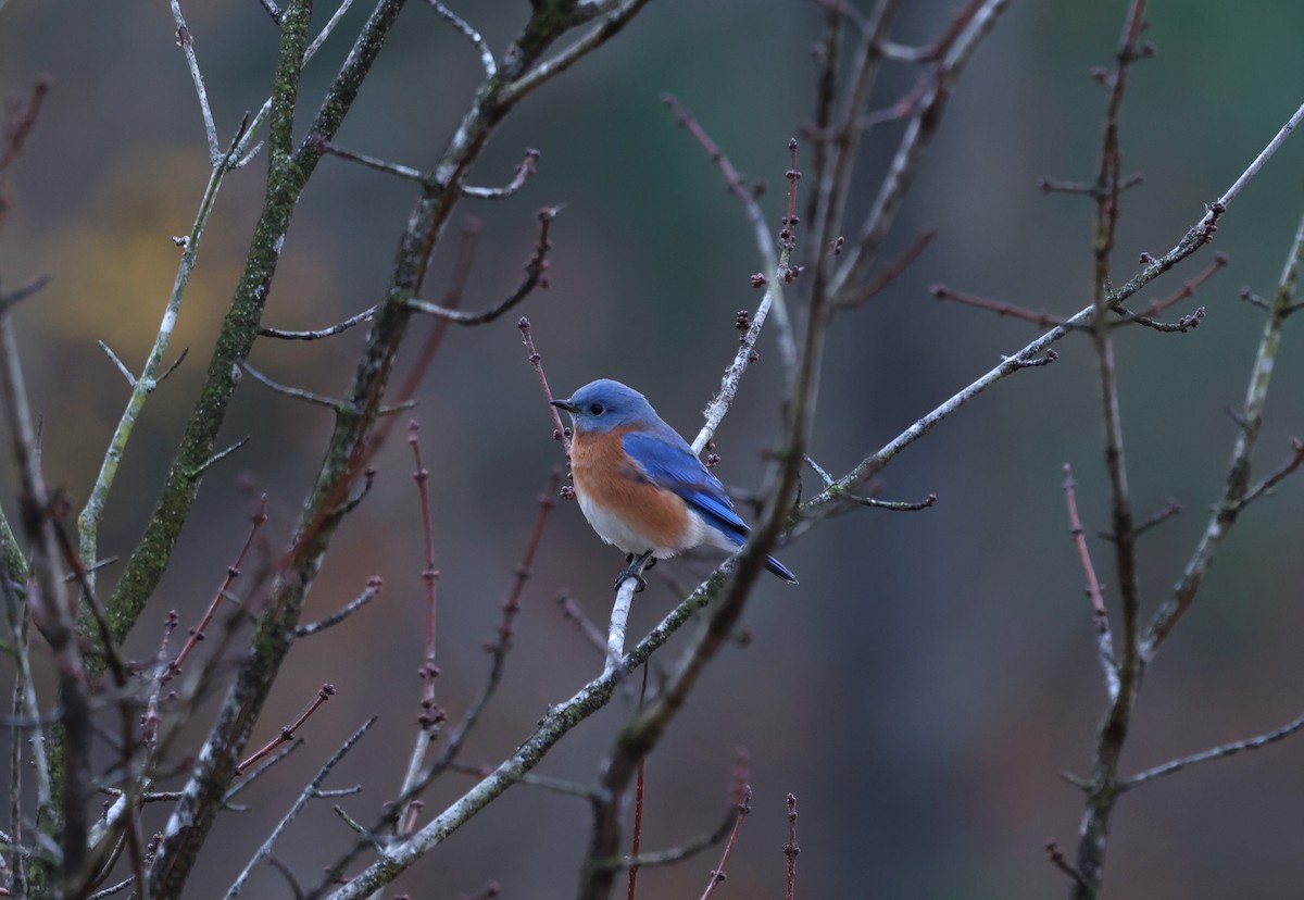 Eastern Bluebird - ML645565517