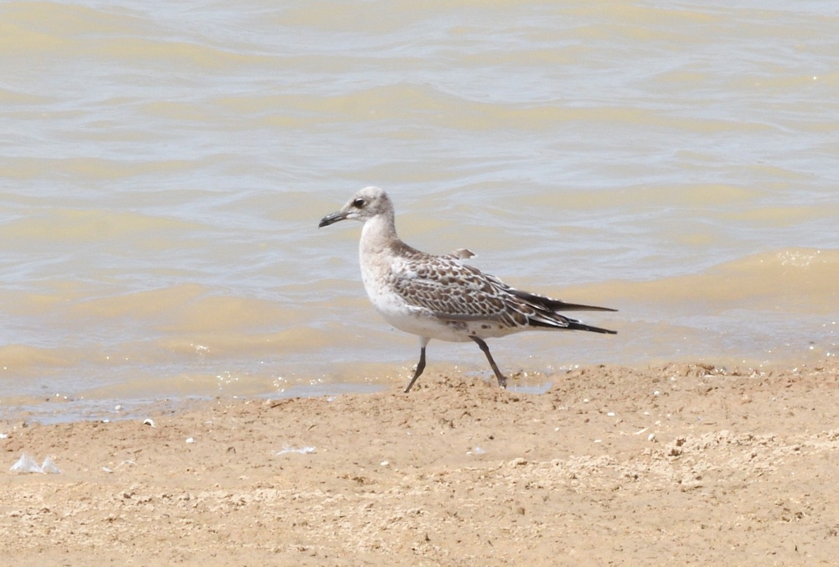 Mediterranean Gull - ML645565520