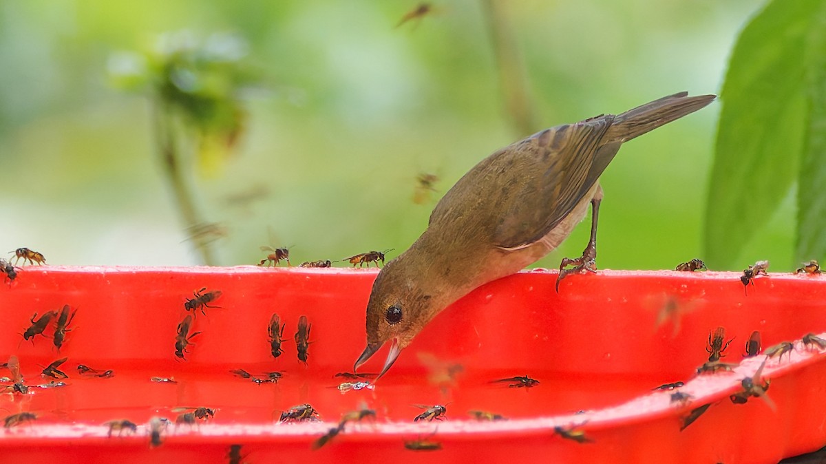 Pinchaflor Flanquiblanco - ML645565521