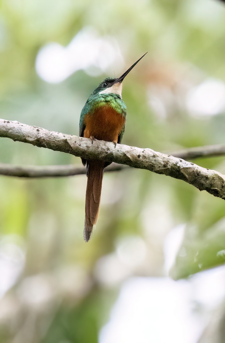 Rufous-tailed Jacamar (Black-chinned) - ML645565523