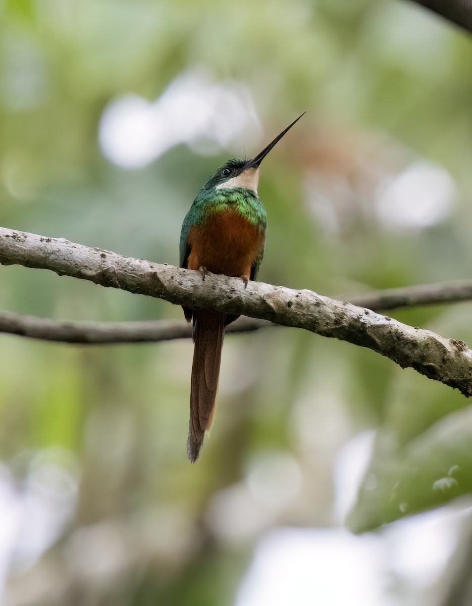 Rufous-tailed Jacamar (Black-chinned) - ML645565524
