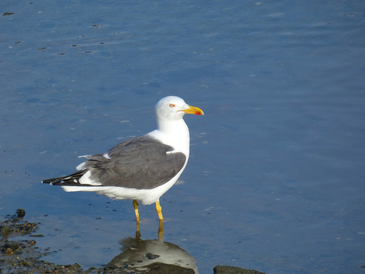 Lesser Black-backed Gull - ML645565525