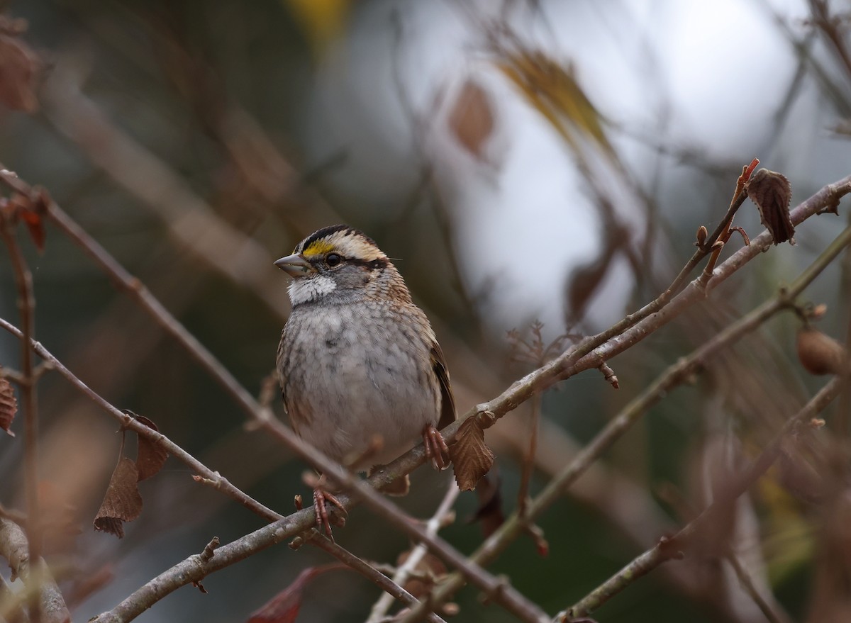 White-throated Sparrow - ML645565527