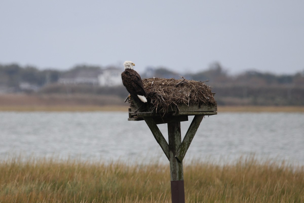 Bald Eagle - ML645565528