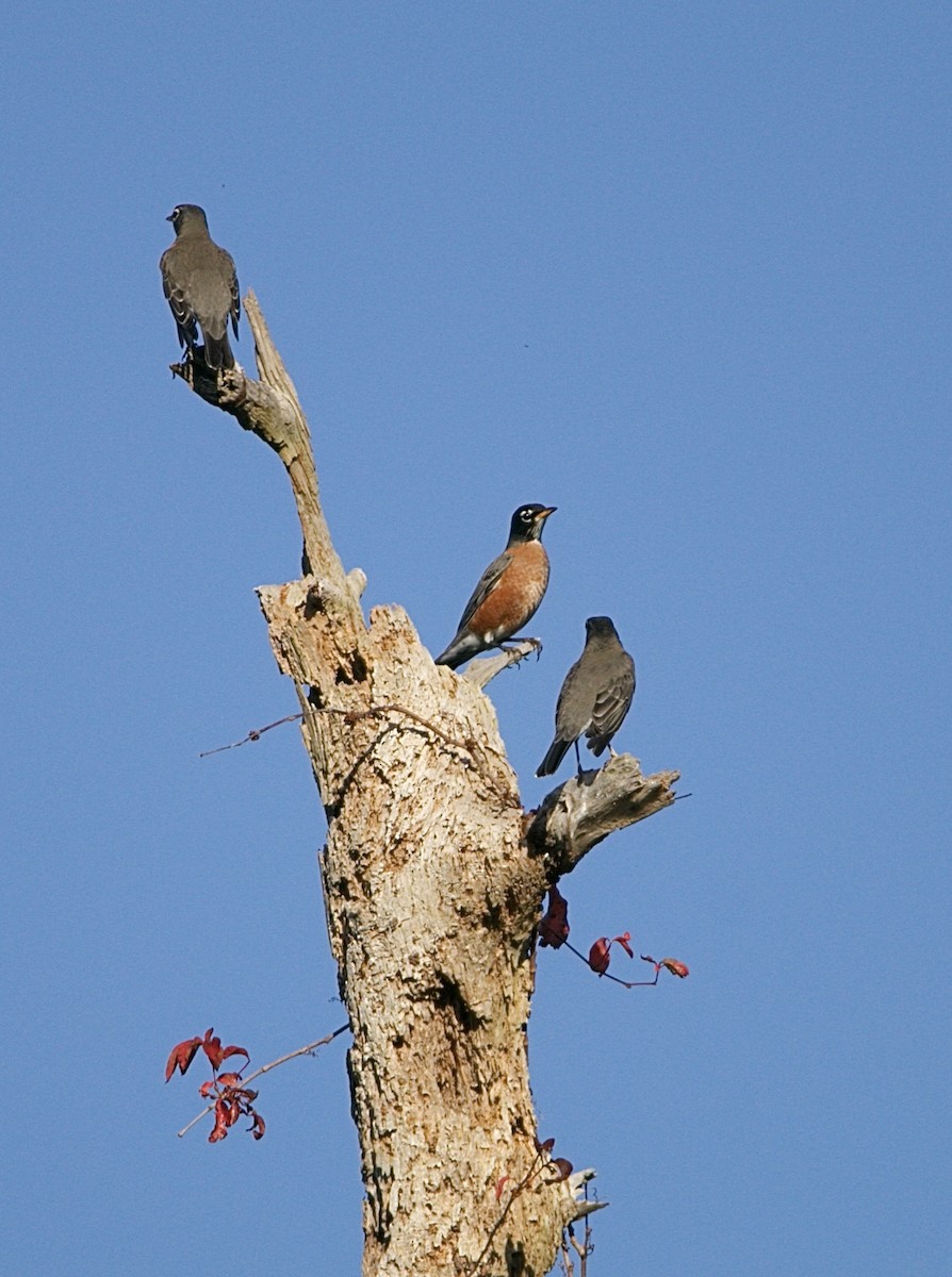 American Robin - ML645565529