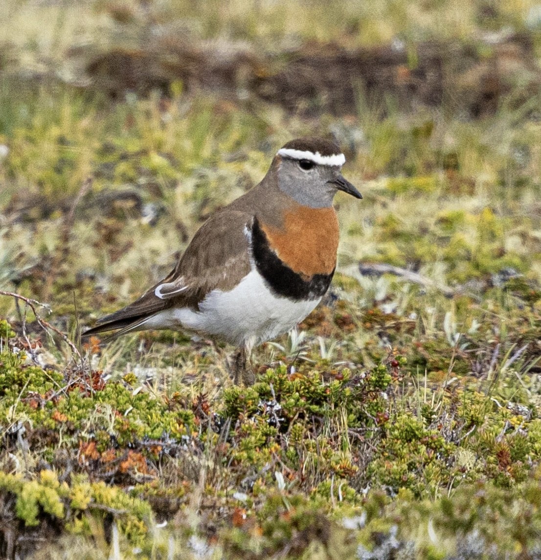 Rufous-chested Dotterel - ML645565533