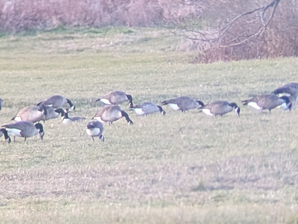 小加拿大雁 - ML645565546