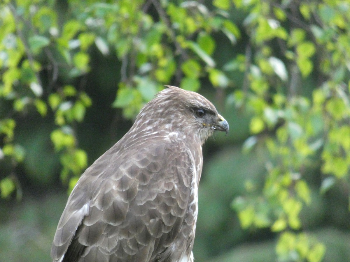 Common Buzzard - ML645565549