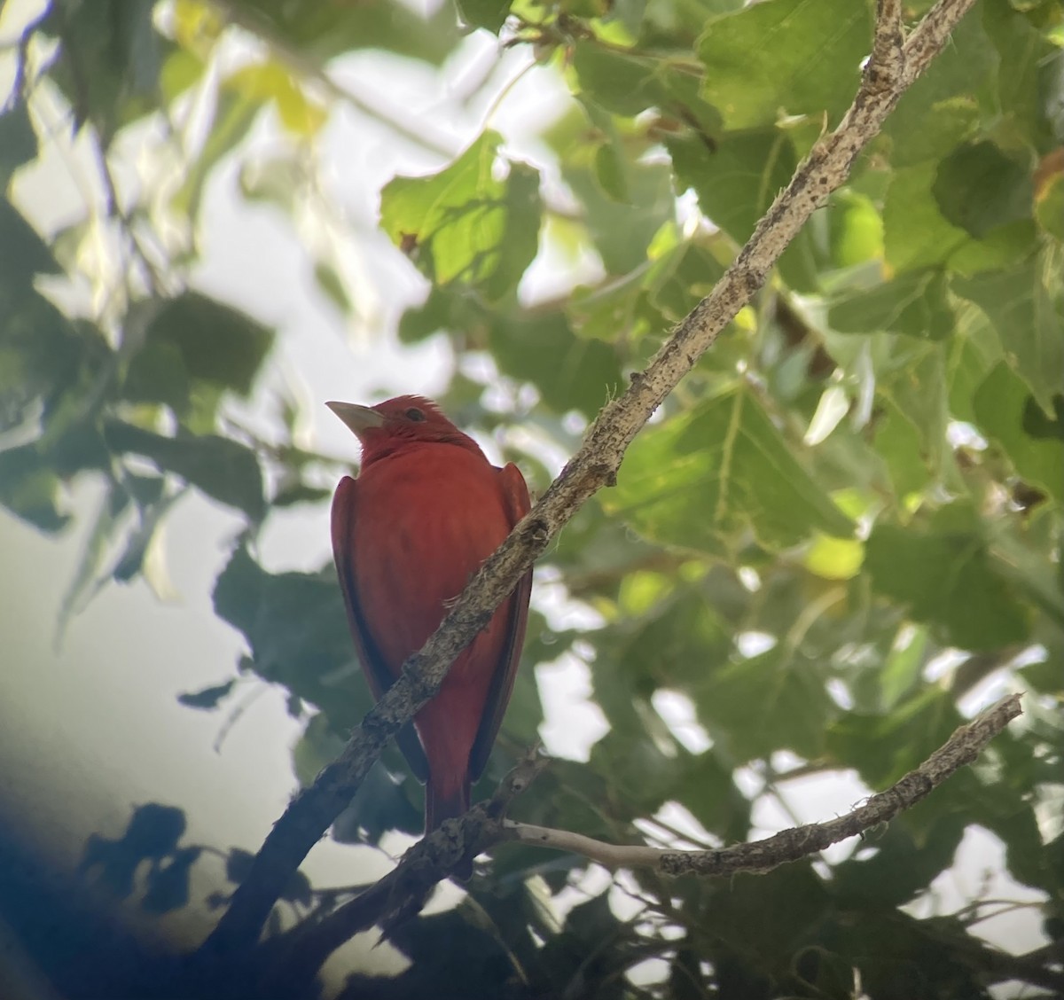 Summer Tanager - ML645565552
