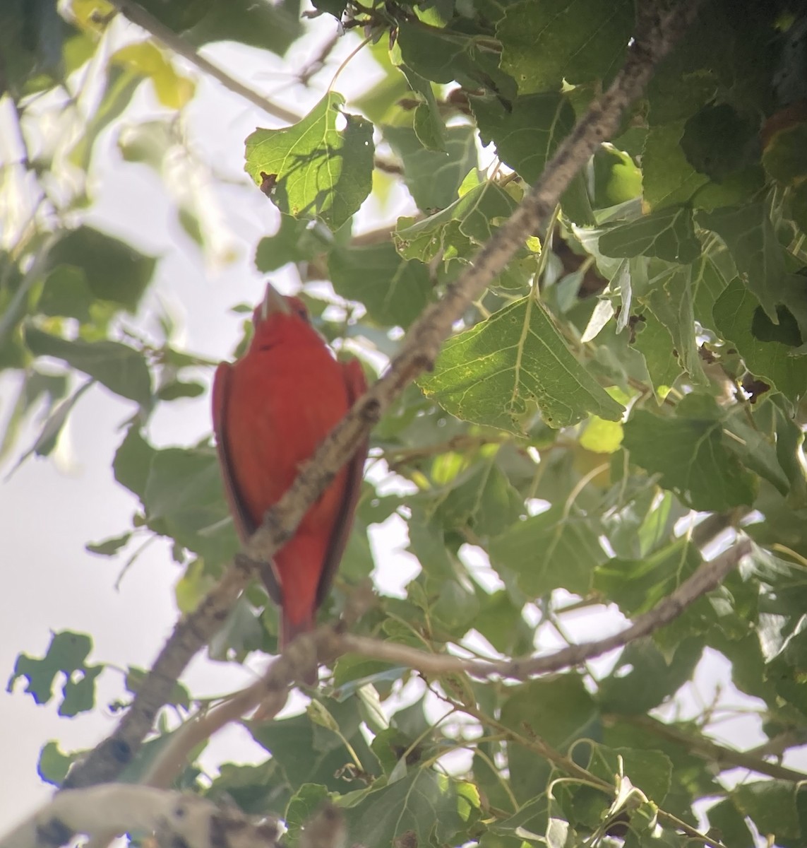 Summer Tanager - ML645565553