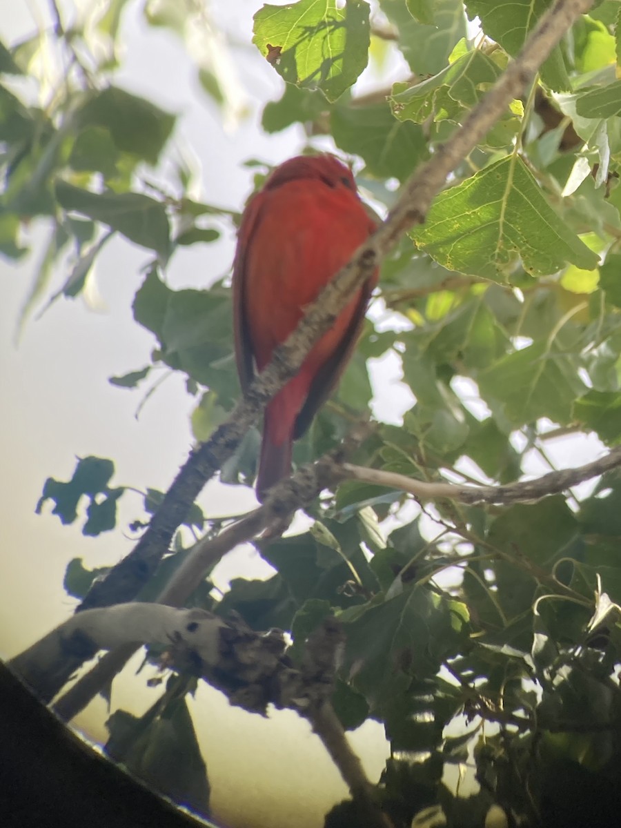 Summer Tanager - ML645565554