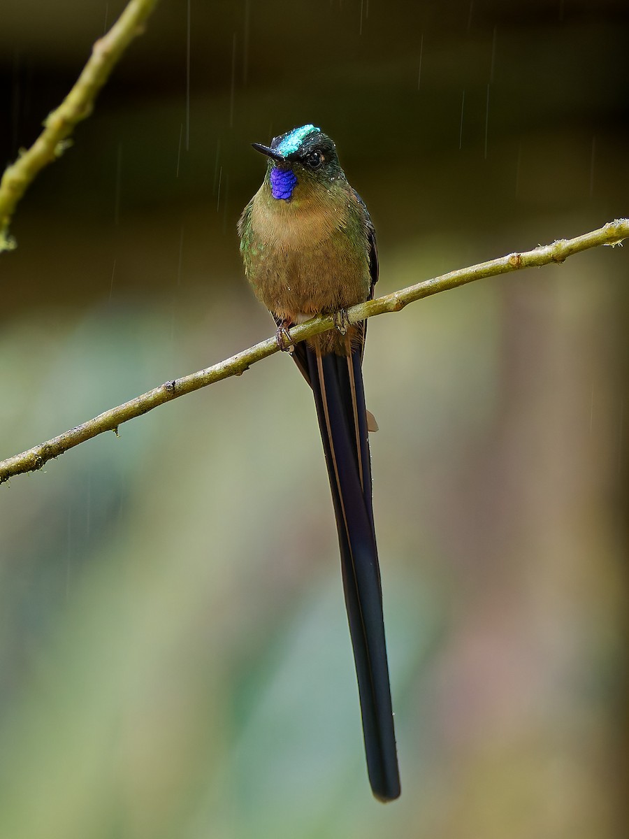 Violet-tailed Sylph - ML645565556