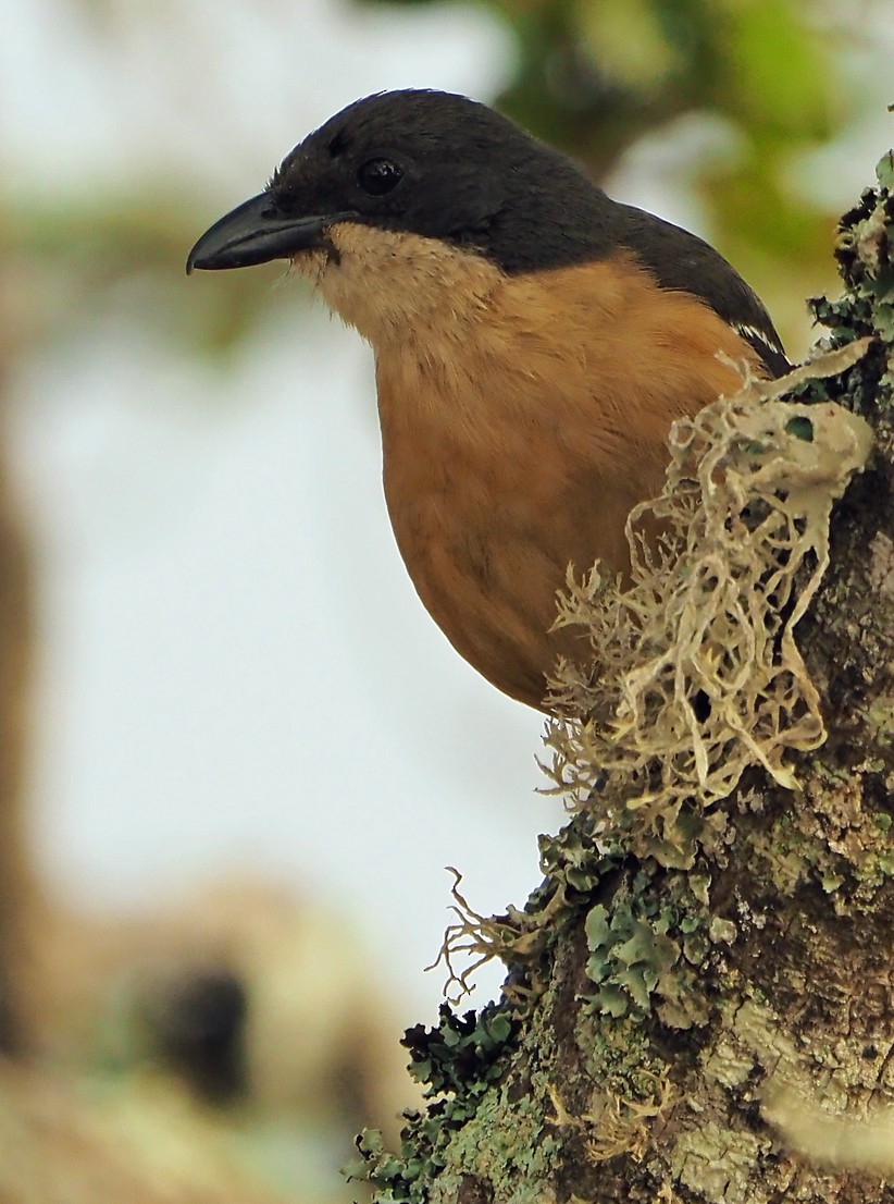 Southern Boubou - ML645565557