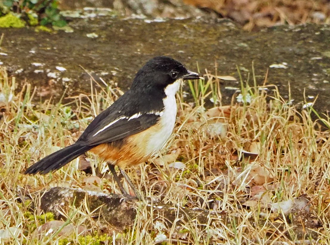 Southern Boubou - ML645565558