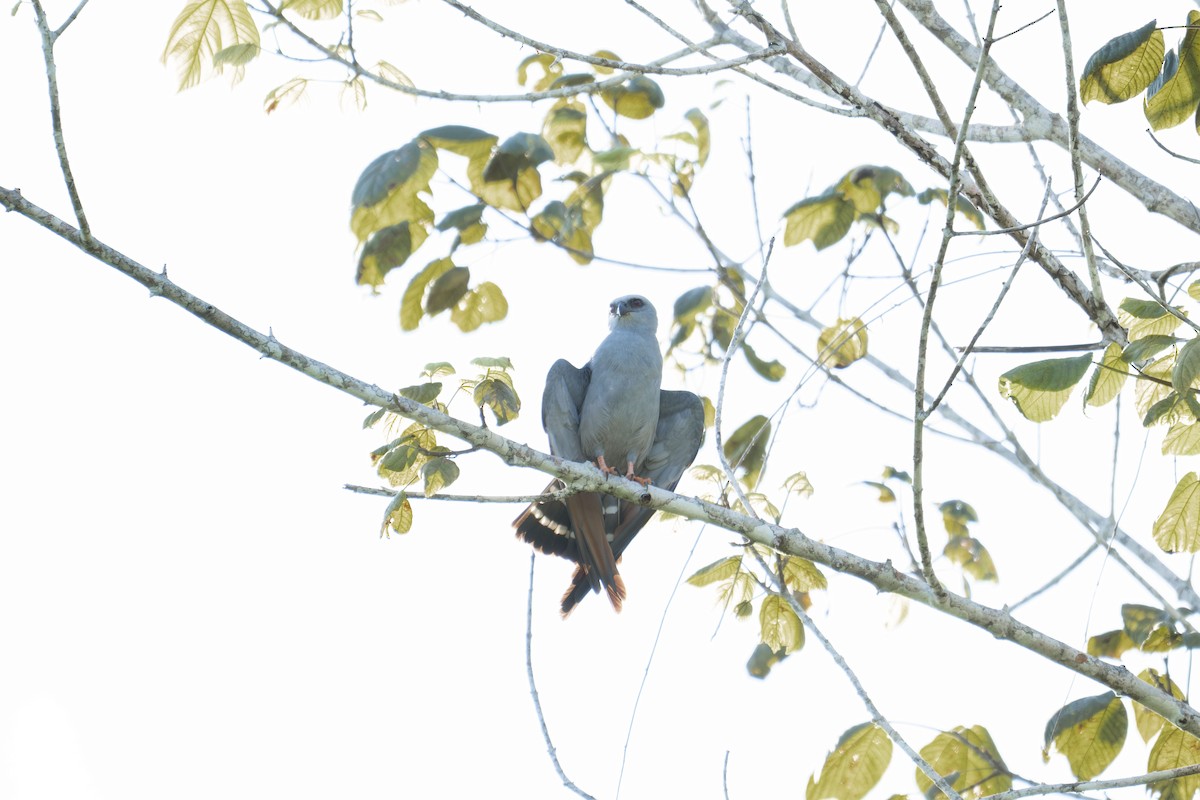 Plumbeous Kite - ML645565559