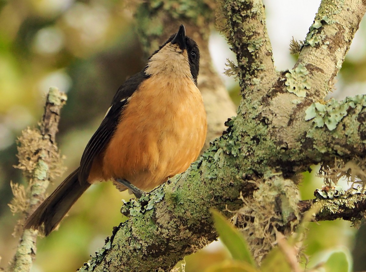 Southern Boubou - ML645565560