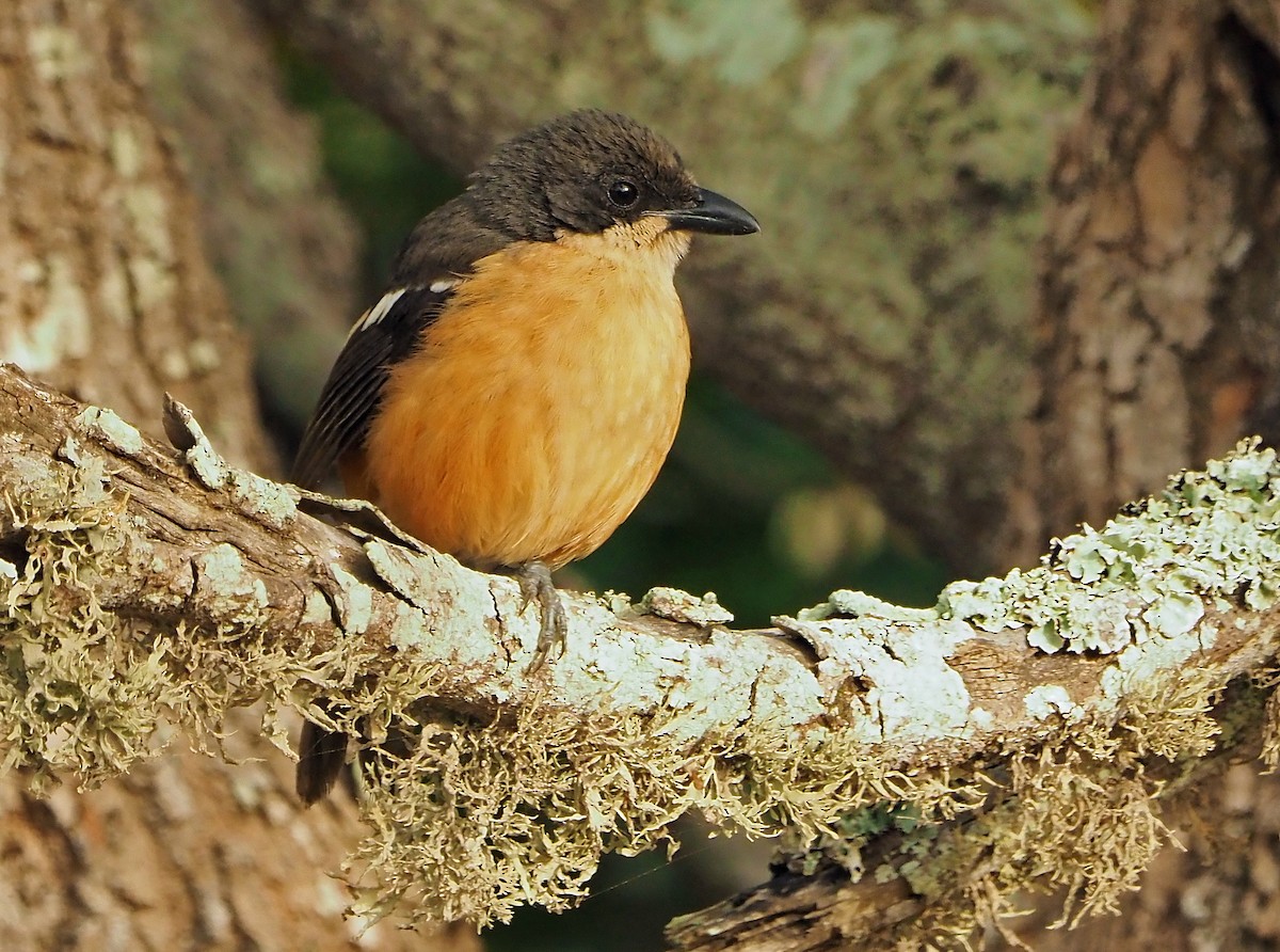 Southern Boubou - ML645565561