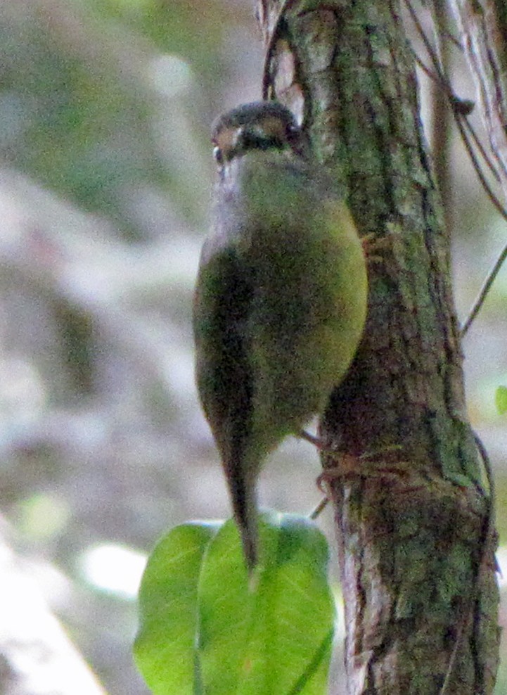 Pale-yellow Robin - ML645565562