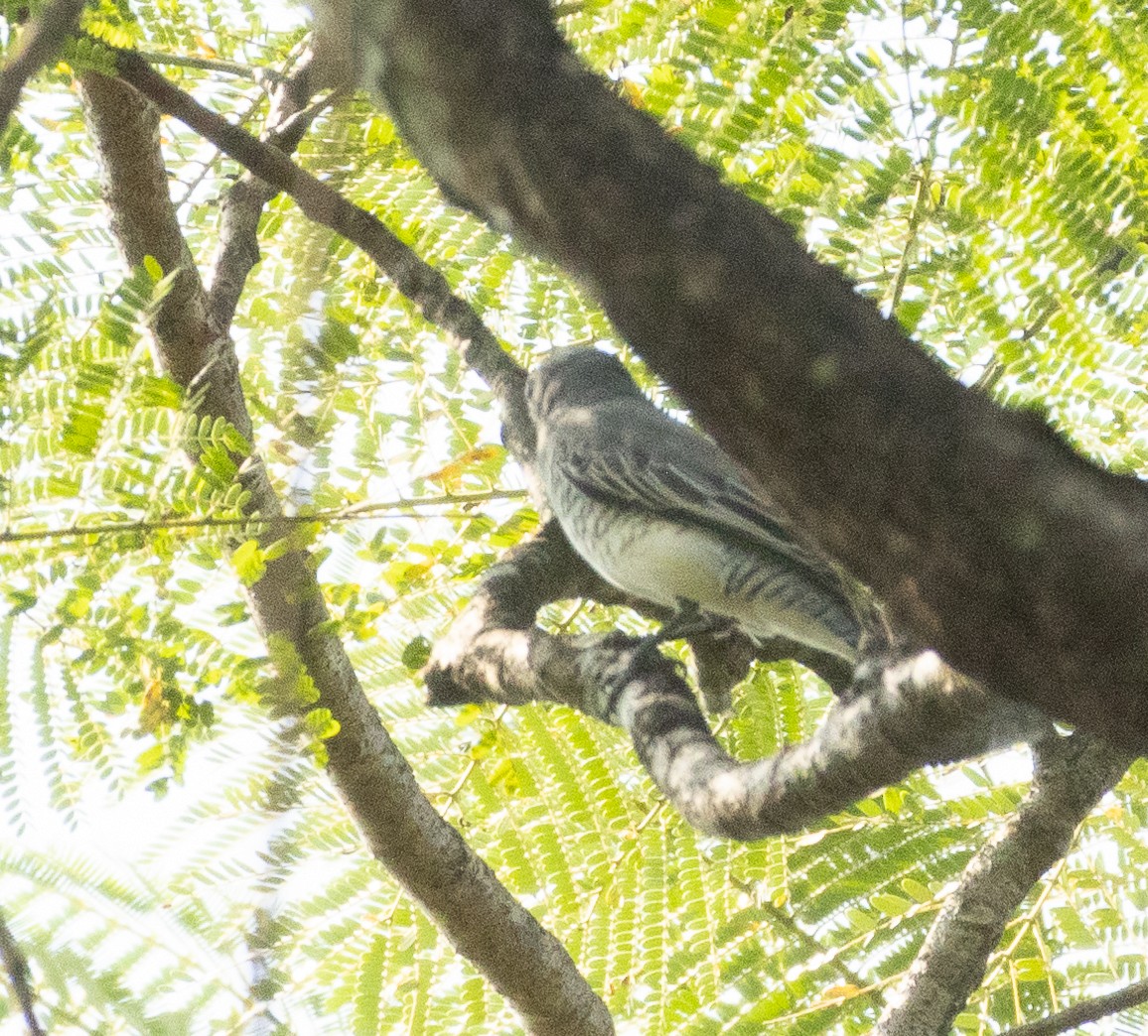 Black-headed Cuckooshrike - ML645565563