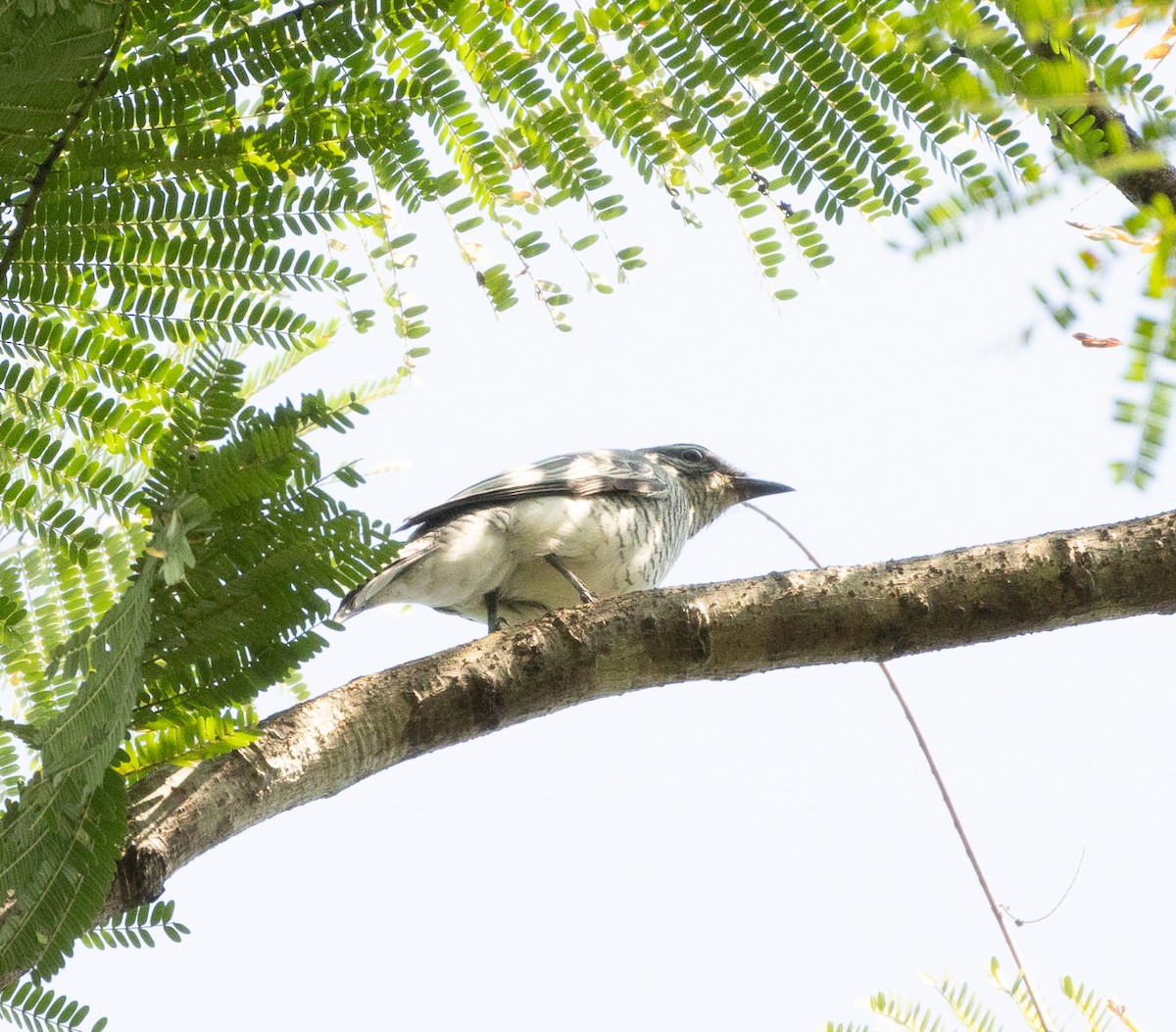 Black-headed Cuckooshrike - ML645565564