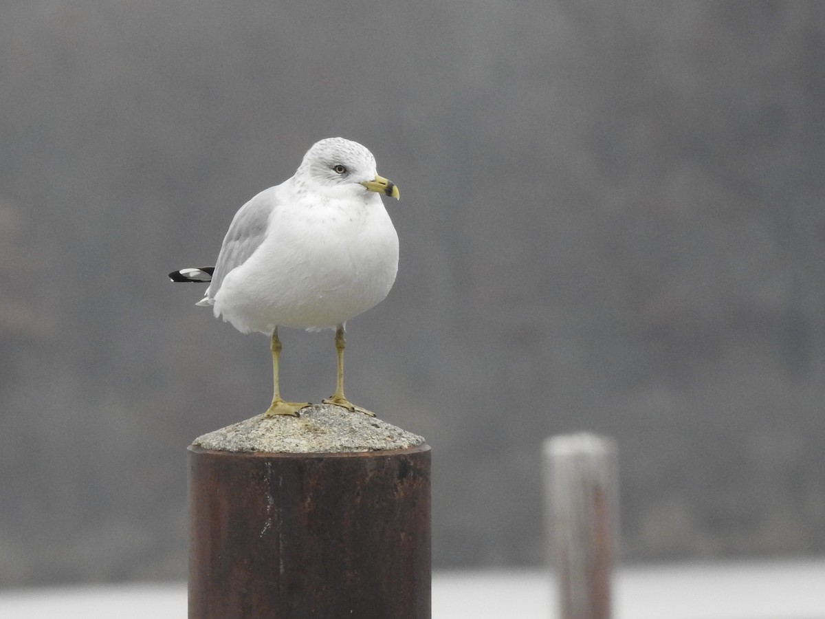 Ring-billed Gull - ML645565565