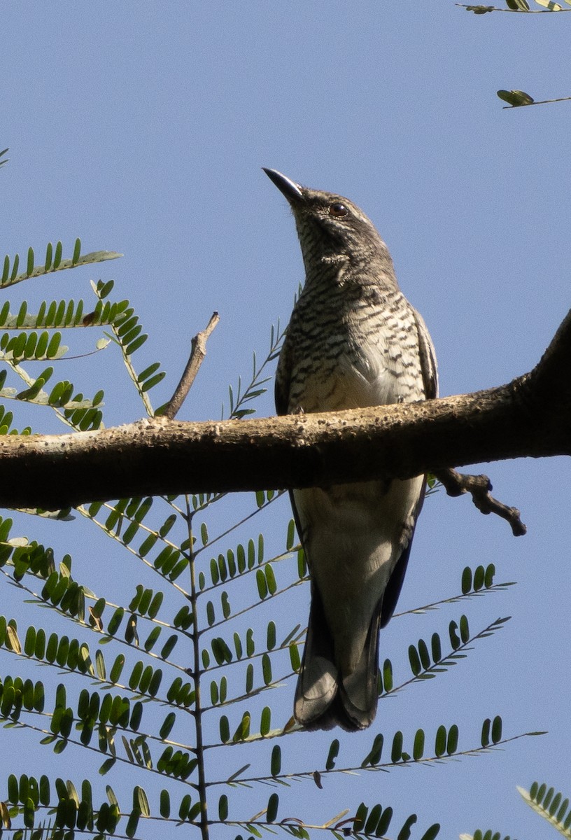 Black-headed Cuckooshrike - ML645565567