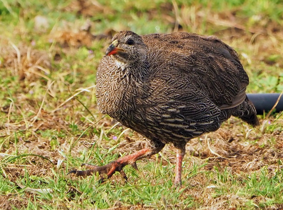 Cape Spurfowl - ML645565568