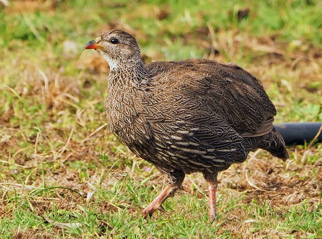 Cape Spurfowl - ML645565569