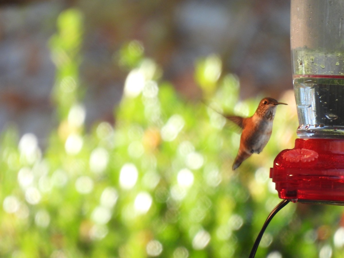 Rufous Hummingbird - ML645565570