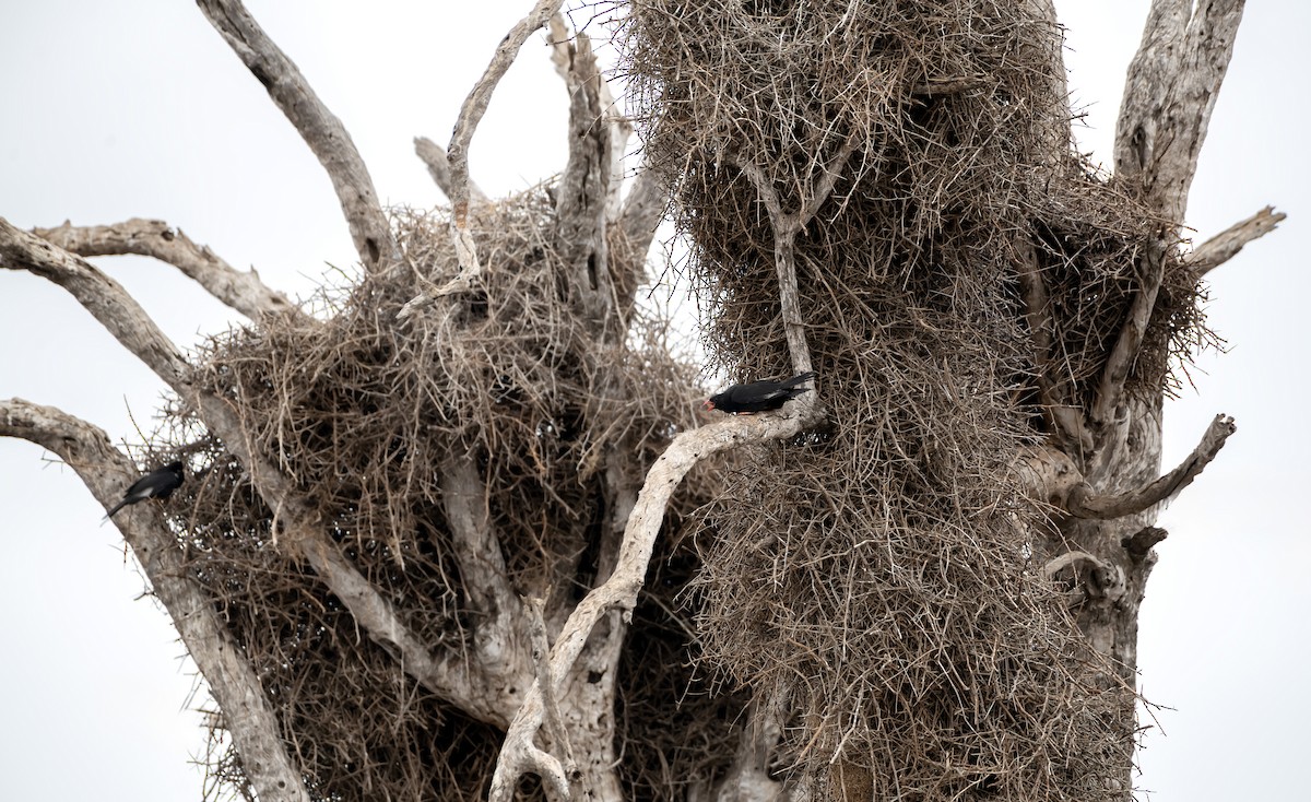 Red-billed Buffalo-Weaver - ML645565571