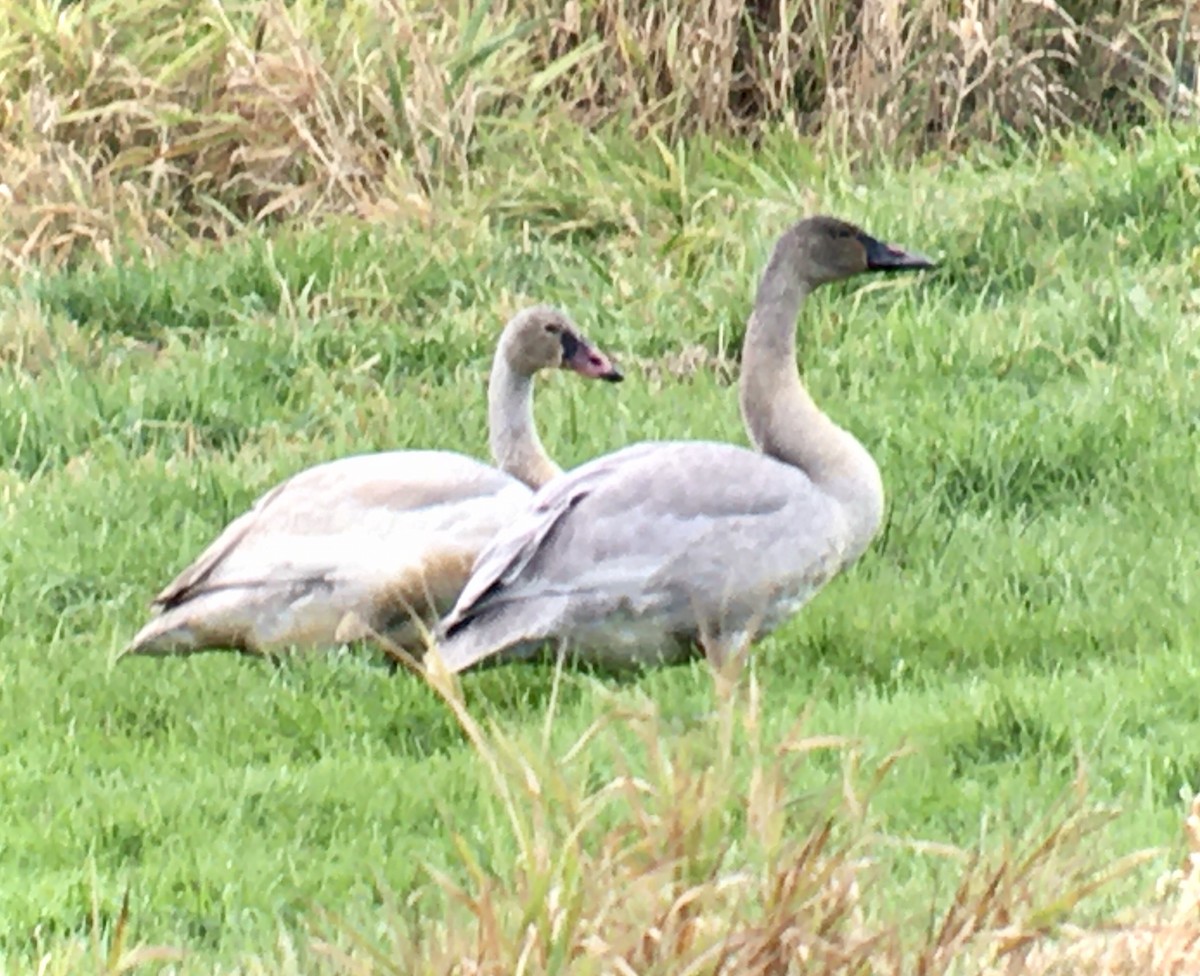 Trumpeter Swan - ML645565572