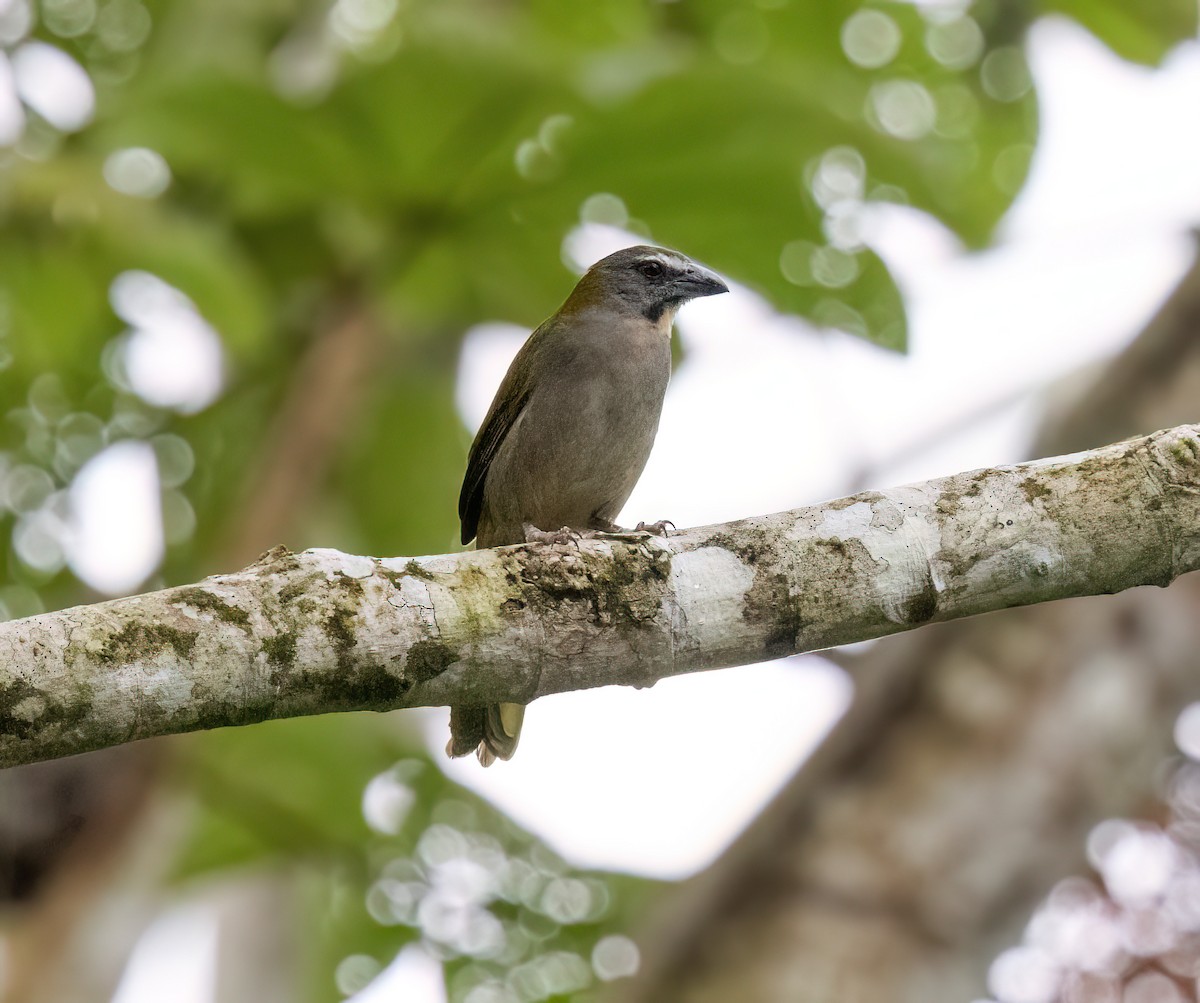Buff-throated Saltator - ML645565573