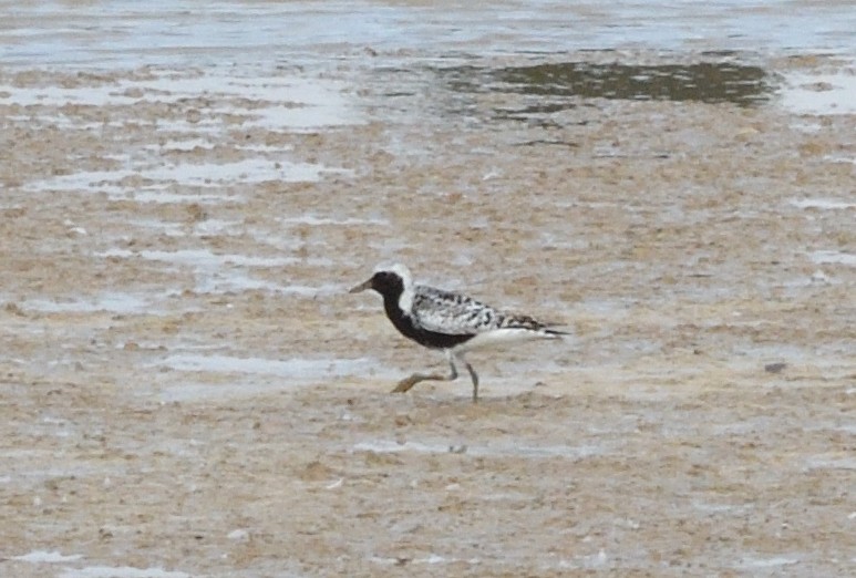 Black-bellied Plover - ML645565574
