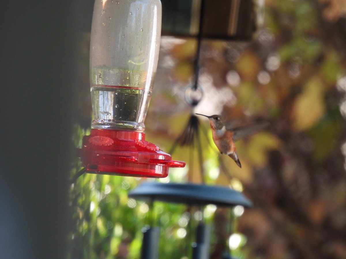 Rufous Hummingbird - ML645565575