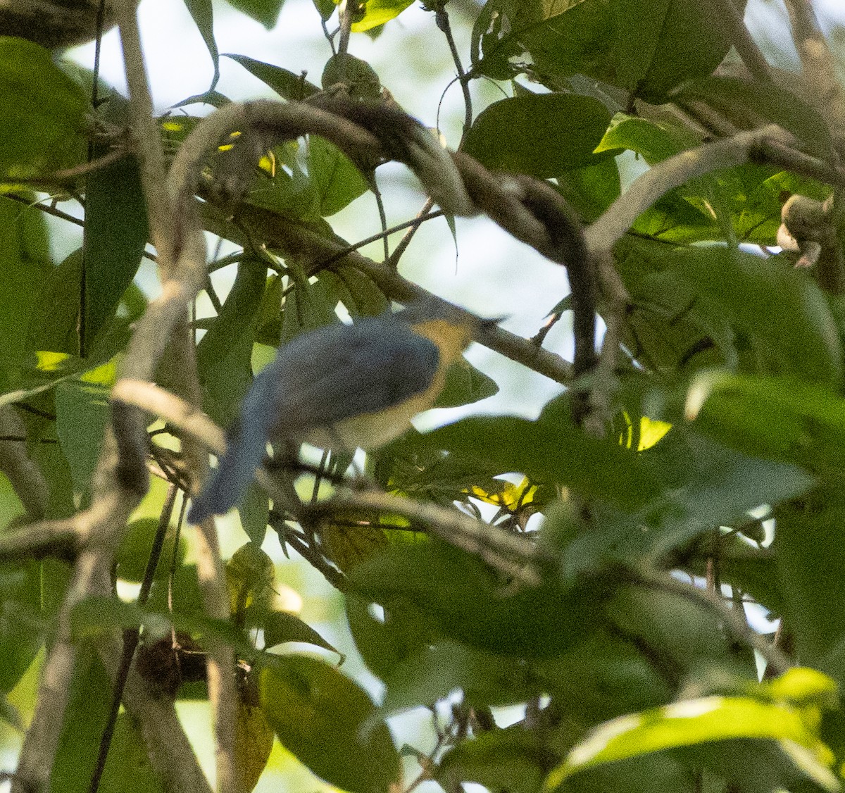Tickell's Blue Flycatcher - ML645565577