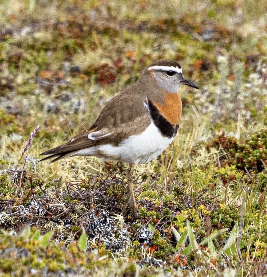 Rufous-chested Dotterel - ML645565578