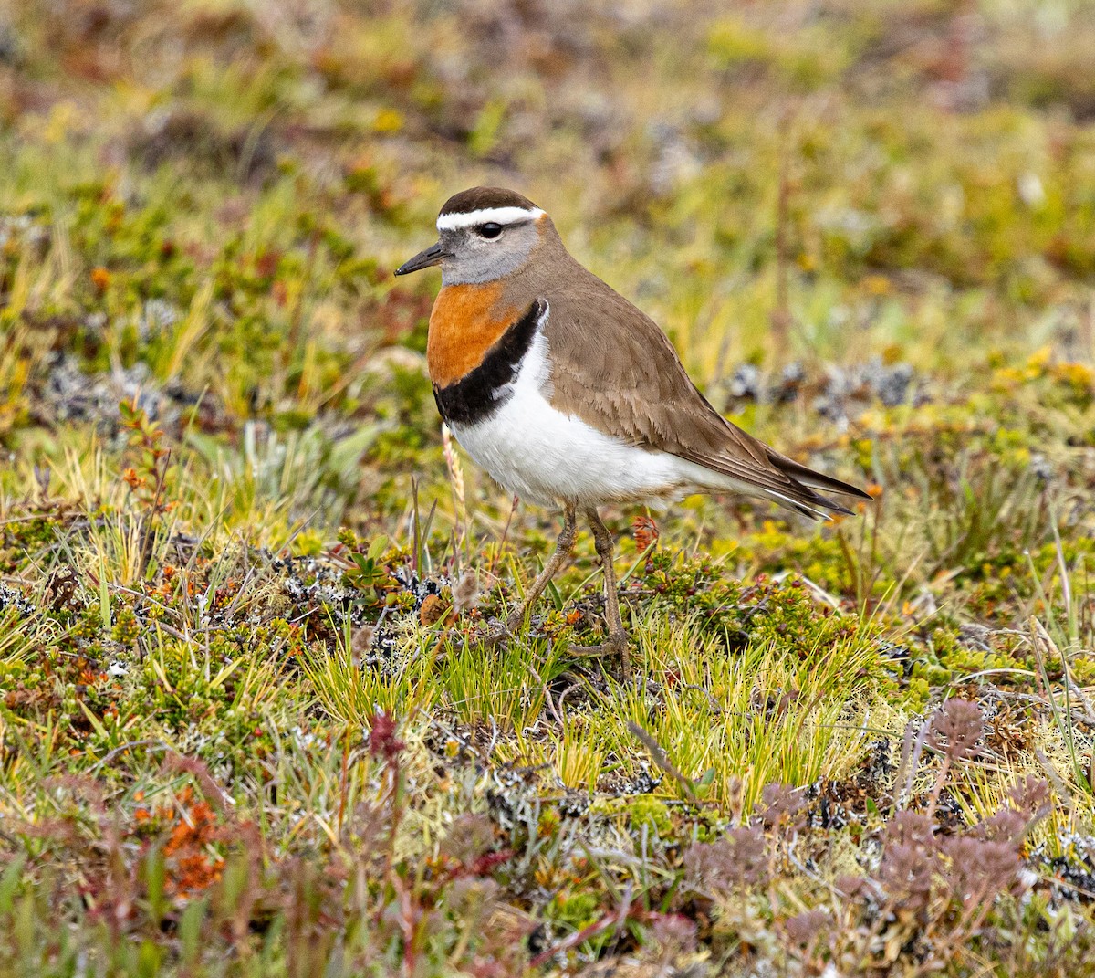 Rufous-chested Dotterel - ML645565579