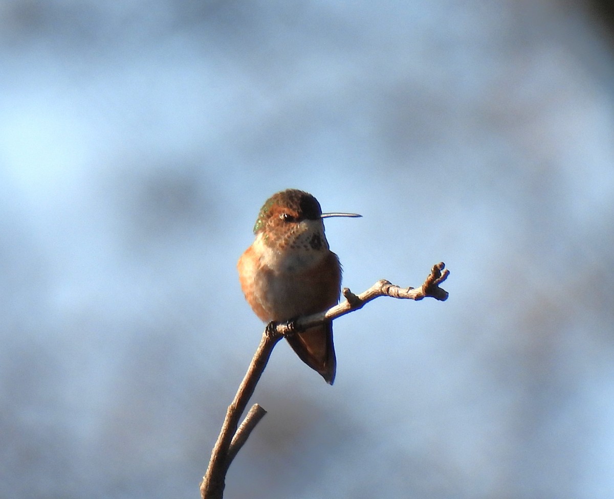 Rufous Hummingbird - ML645565580
