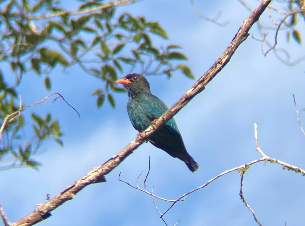 Dollarbird - ML645565581