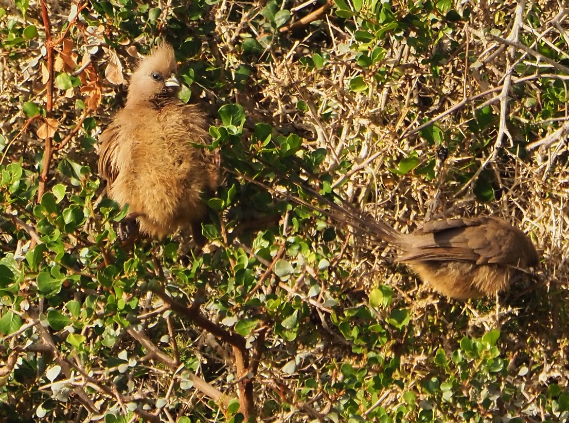 Speckled Mousebird - ML645565582