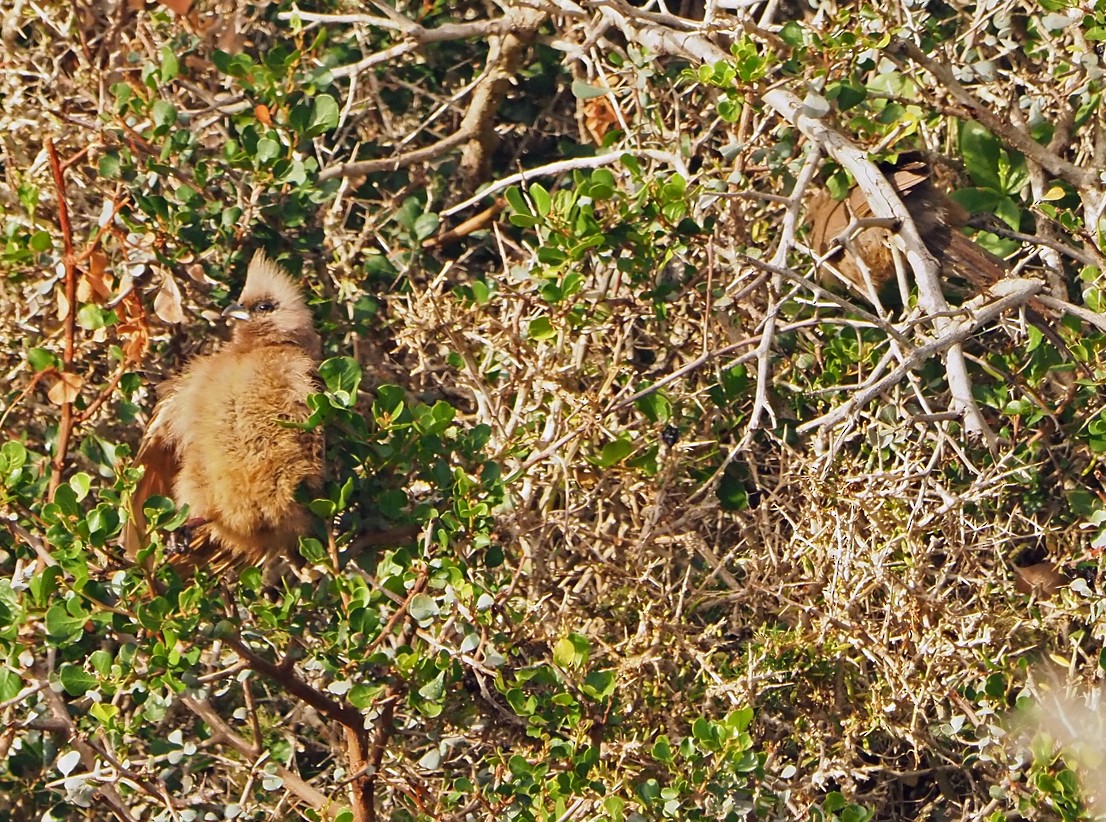 Speckled Mousebird - ML645565583