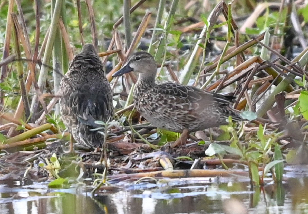 ミカヅキシマアジ - ML645565587