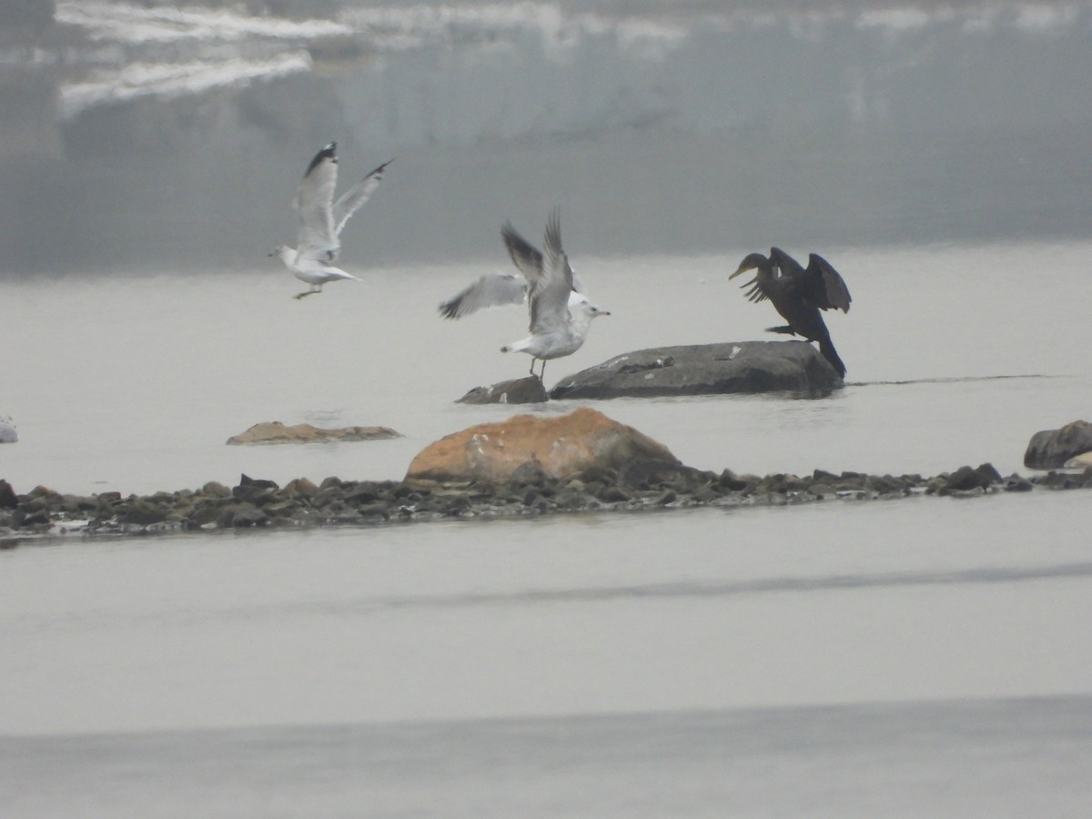 Double-crested Cormorant - ML645565593