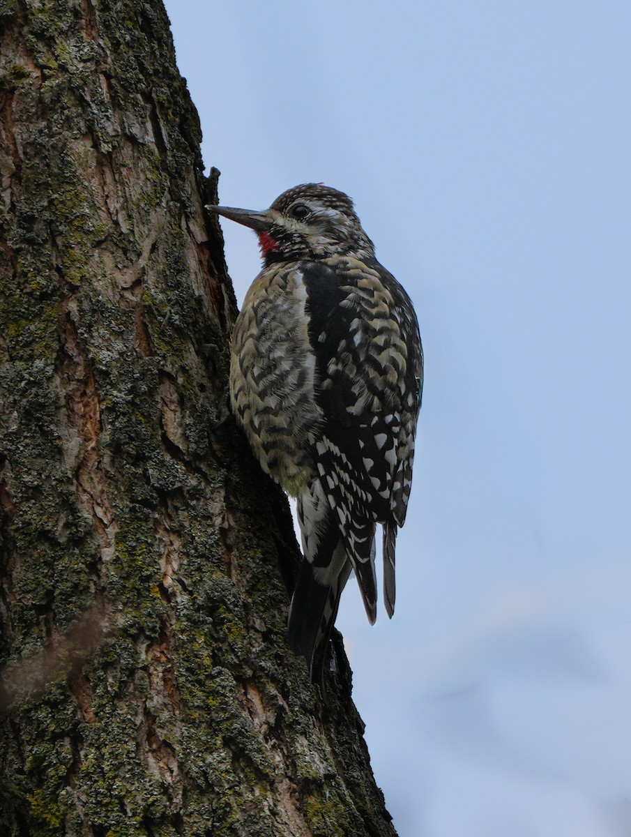 Gelbbauch-Saftlecker - ML645565599