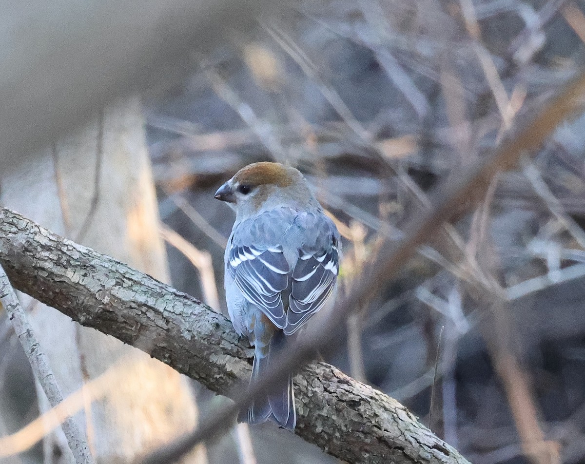 Hakengimpel - ML645565601