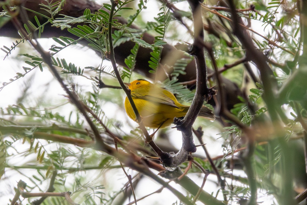 Wilson's Warbler - ML645565603