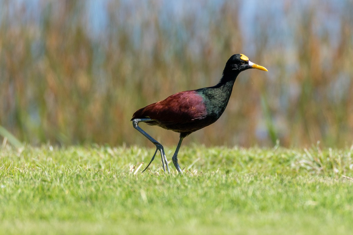 Northern Jacana - ML645565618