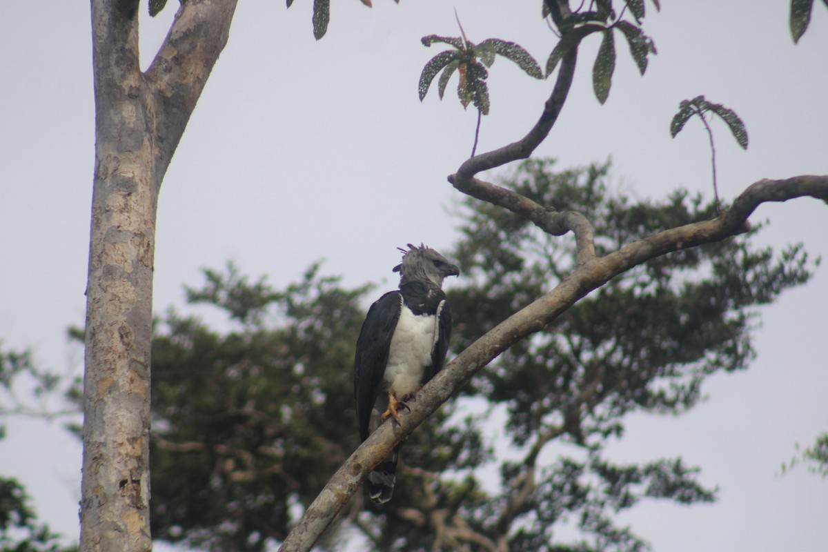 Harpy Eagle - ML645565619