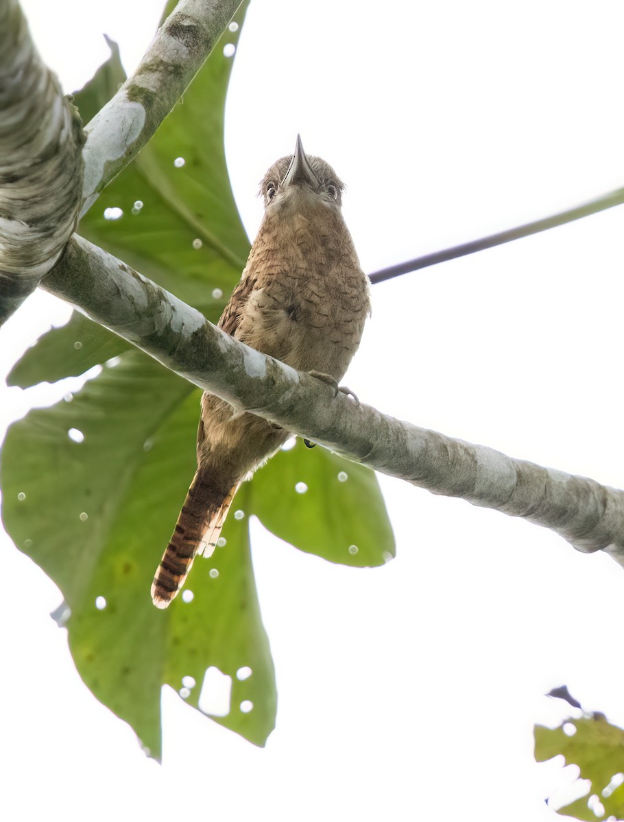 Barred Puffbird - ML645565636